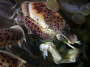 "Porcelain Crab" by Henry Jager 
